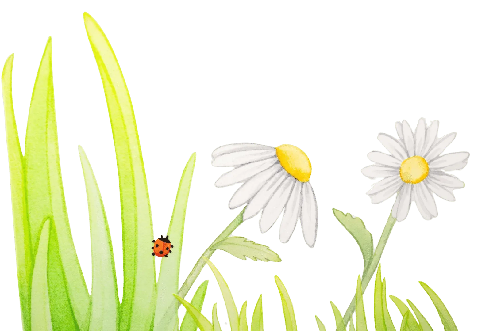 Flowers with grass and ladybird