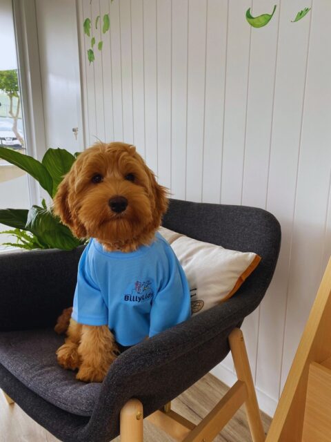 Stella Therapy Dog Headshot